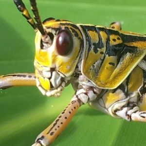 Meet your Posher, James